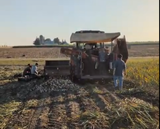 Garlic Harvest 2025 is Underway!