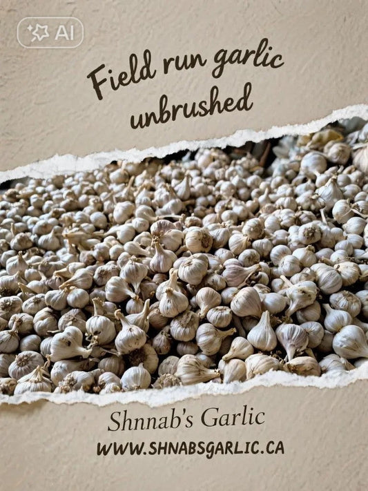 Shnab’s Garlic 2025 Harvest – Now Shipping Across Canada