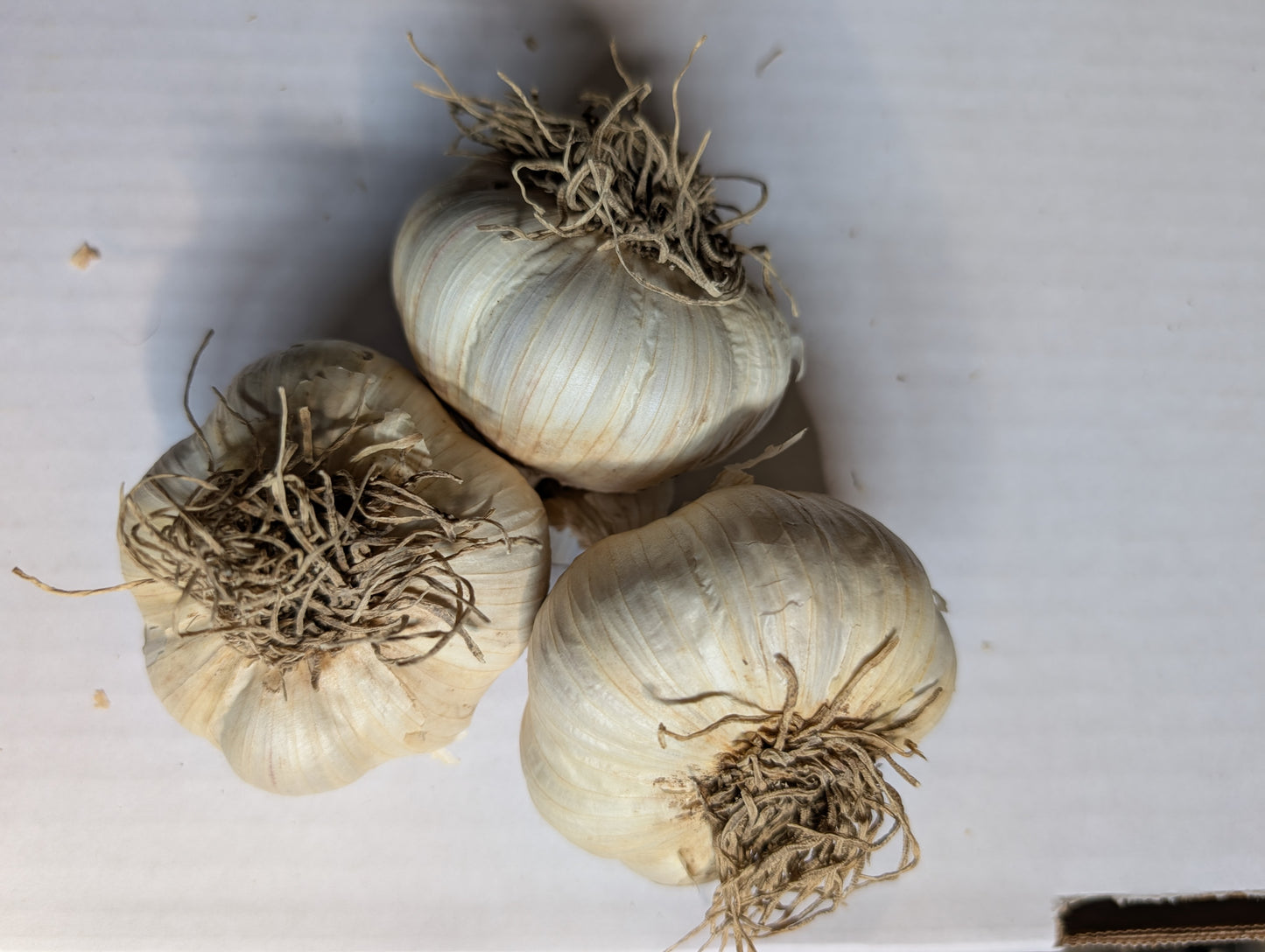 Certified Organic Garlic, music