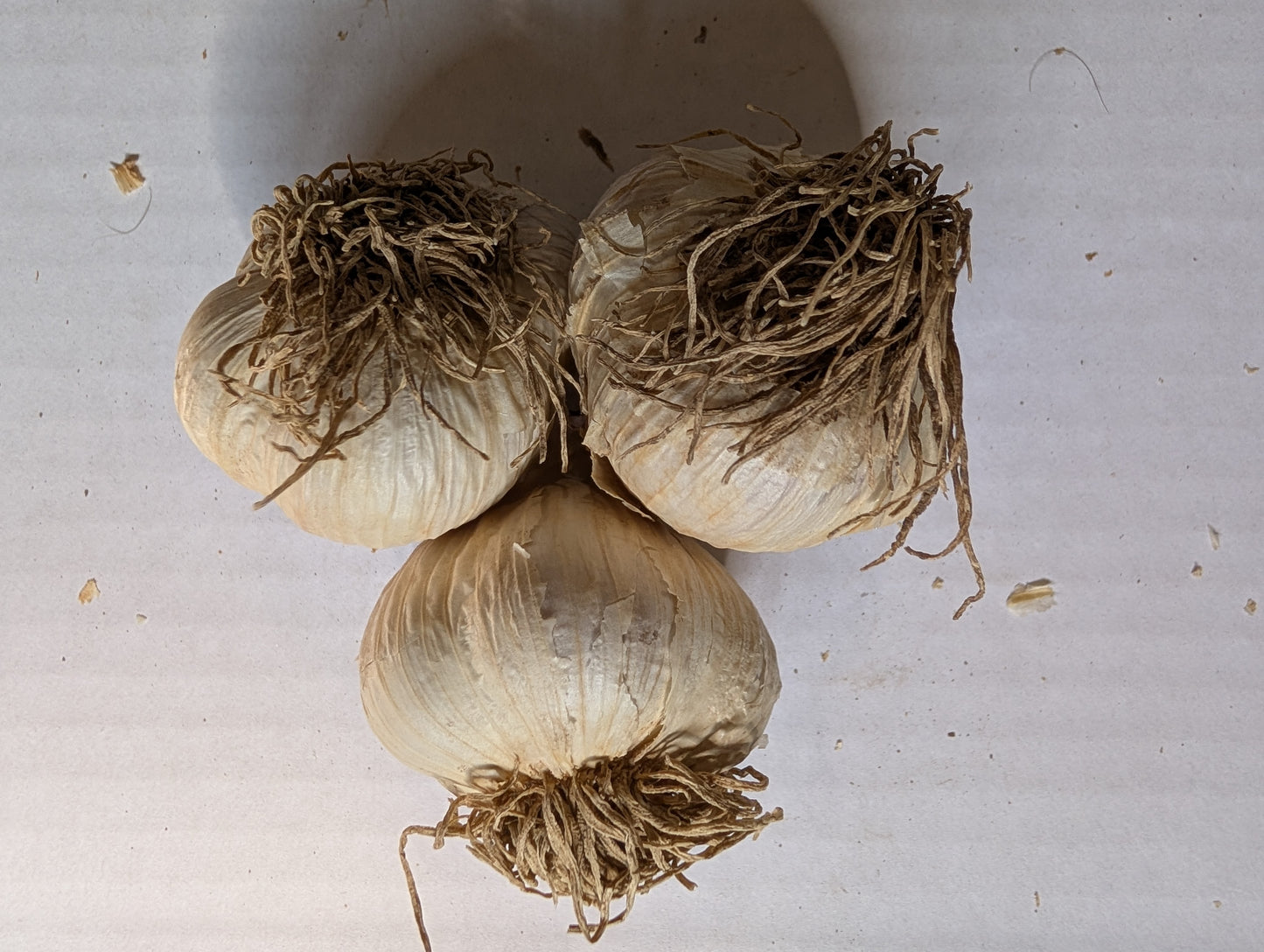 Certified Organic Garlic, music