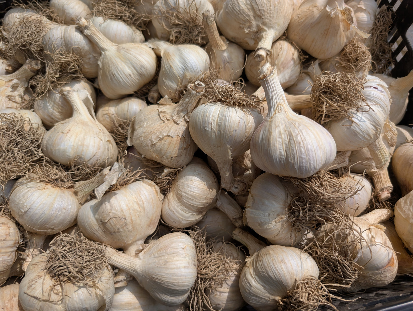 Certified Organic Garlic, music