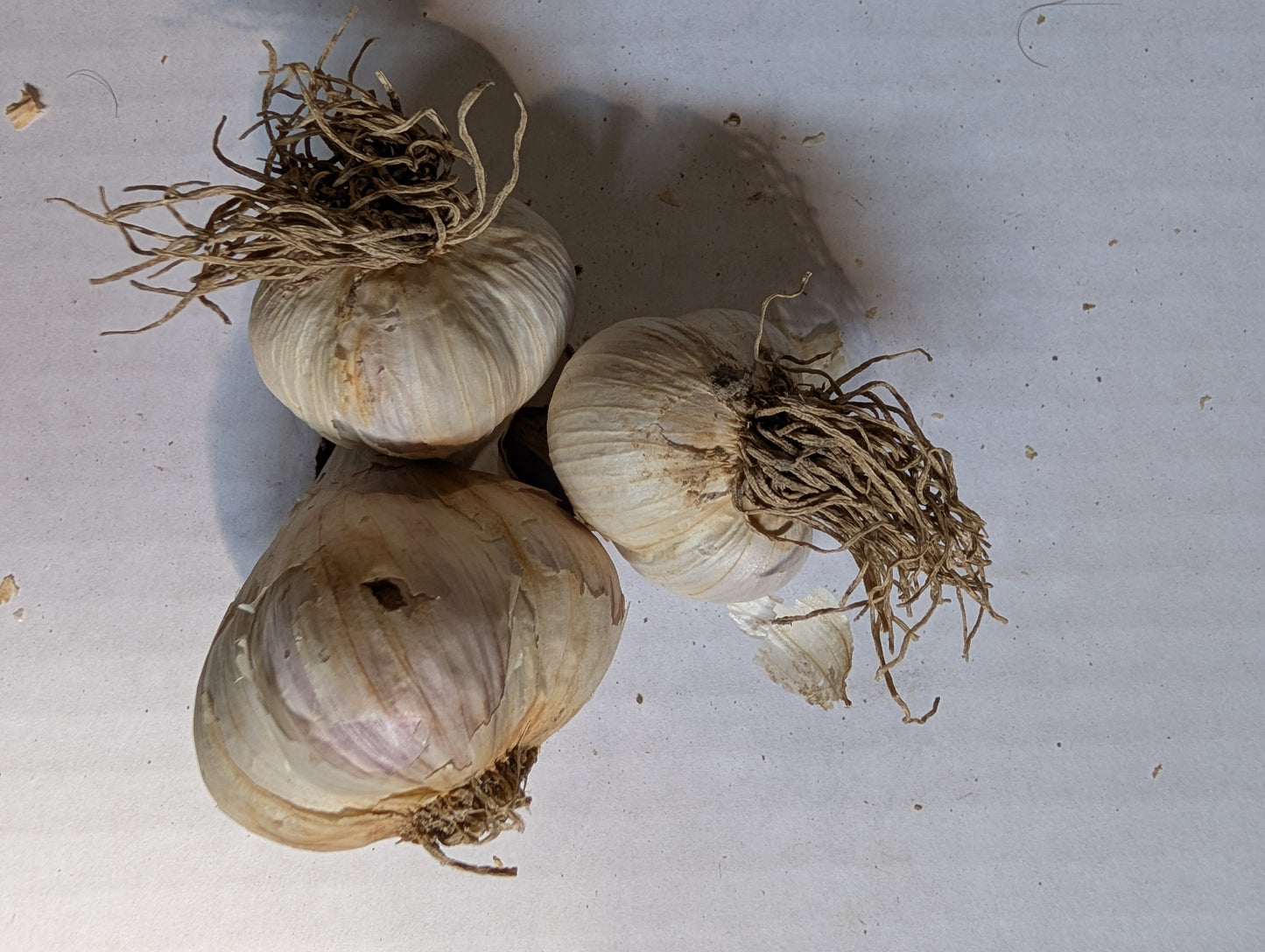 Certified Organic Garlic, music