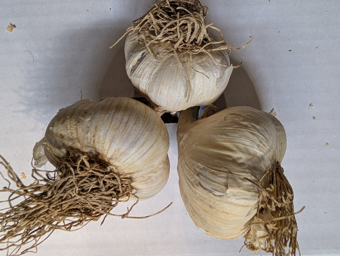 Certified Organic Garlic, music