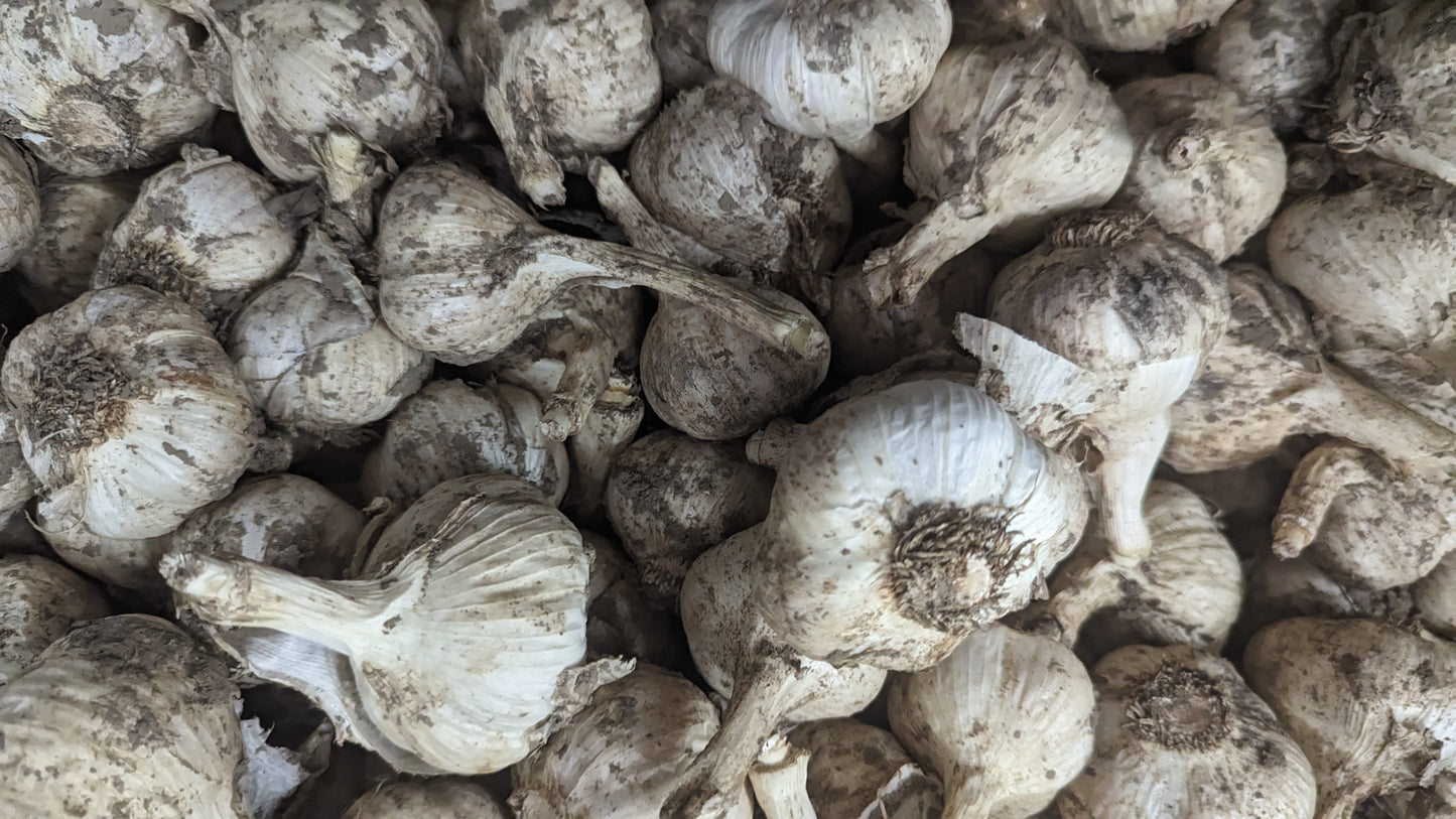 Certified Organic Garlic, music