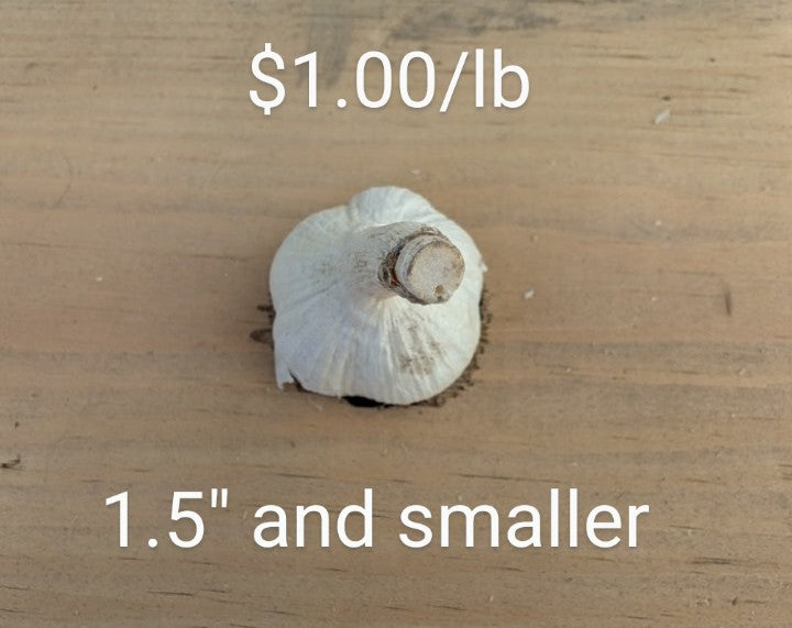 Fresh Canadian Garlic – Music Variety / Ail canadien frais – variété Music