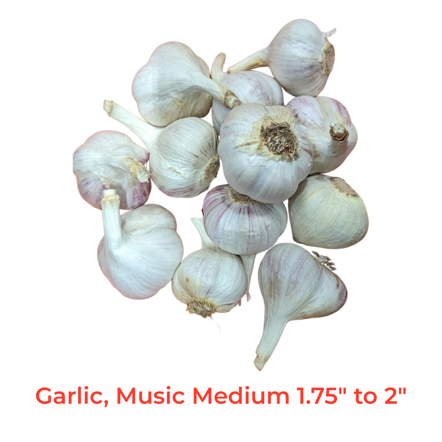 Fresh Canadian Garlic – Music Variety / Ail canadien frais – variété Music