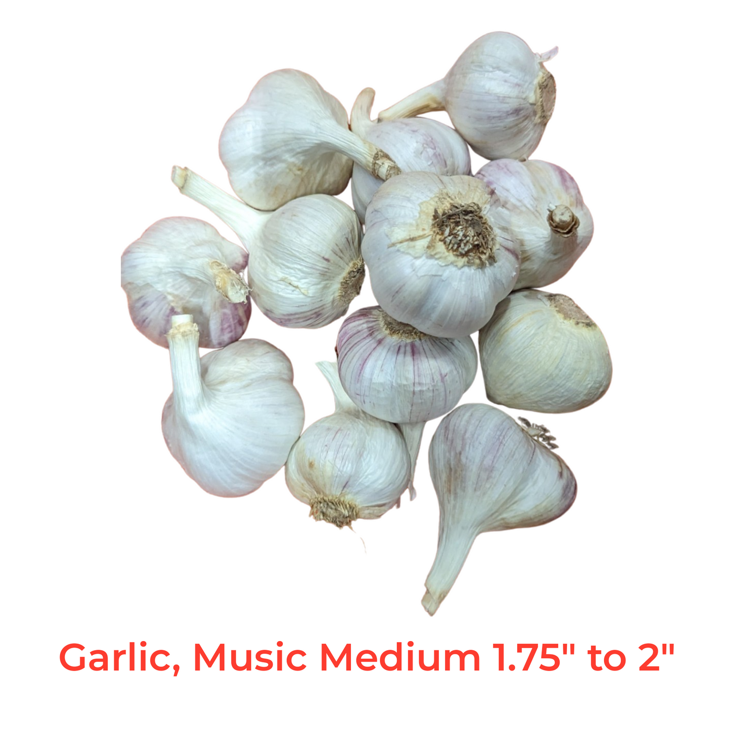 Fresh Canadian Garlic – Music Variety / Ail canadien frais – variété Music