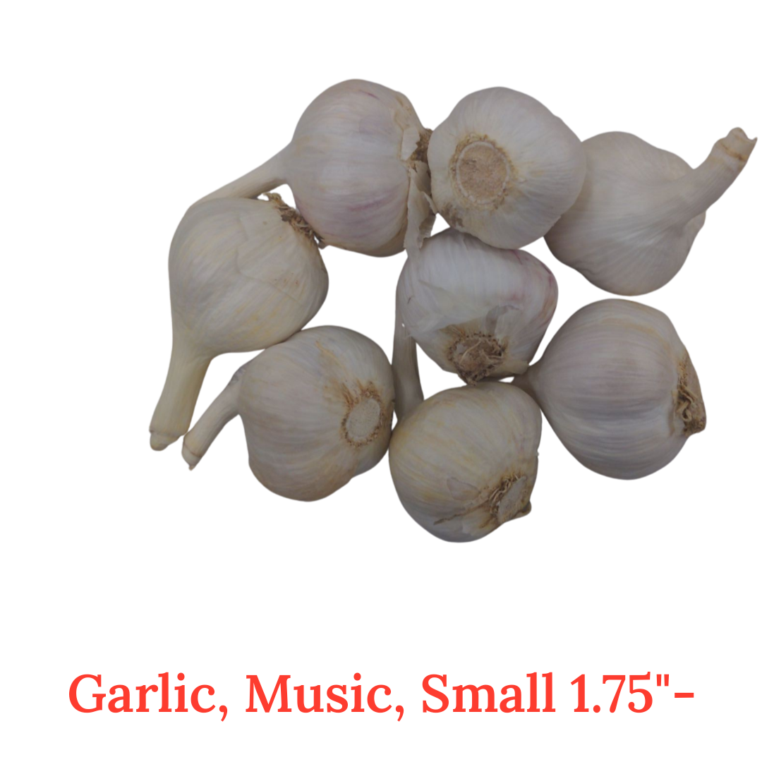 Fresh Canadian Garlic – Music Variety / Ail canadien frais – variété Music