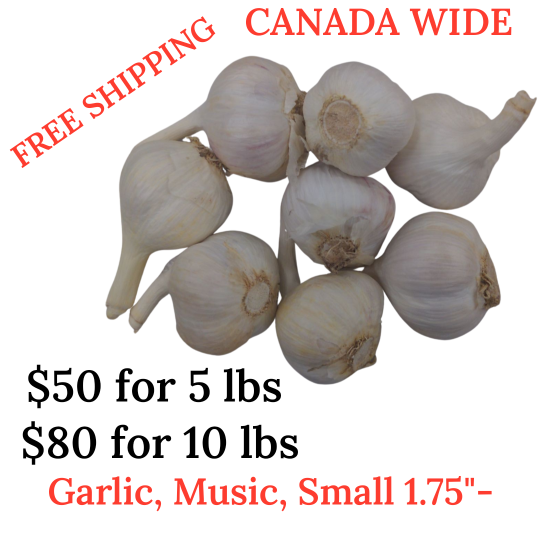 Fresh Canadian Garlic – Music Variety / Ail canadien frais – variété Music