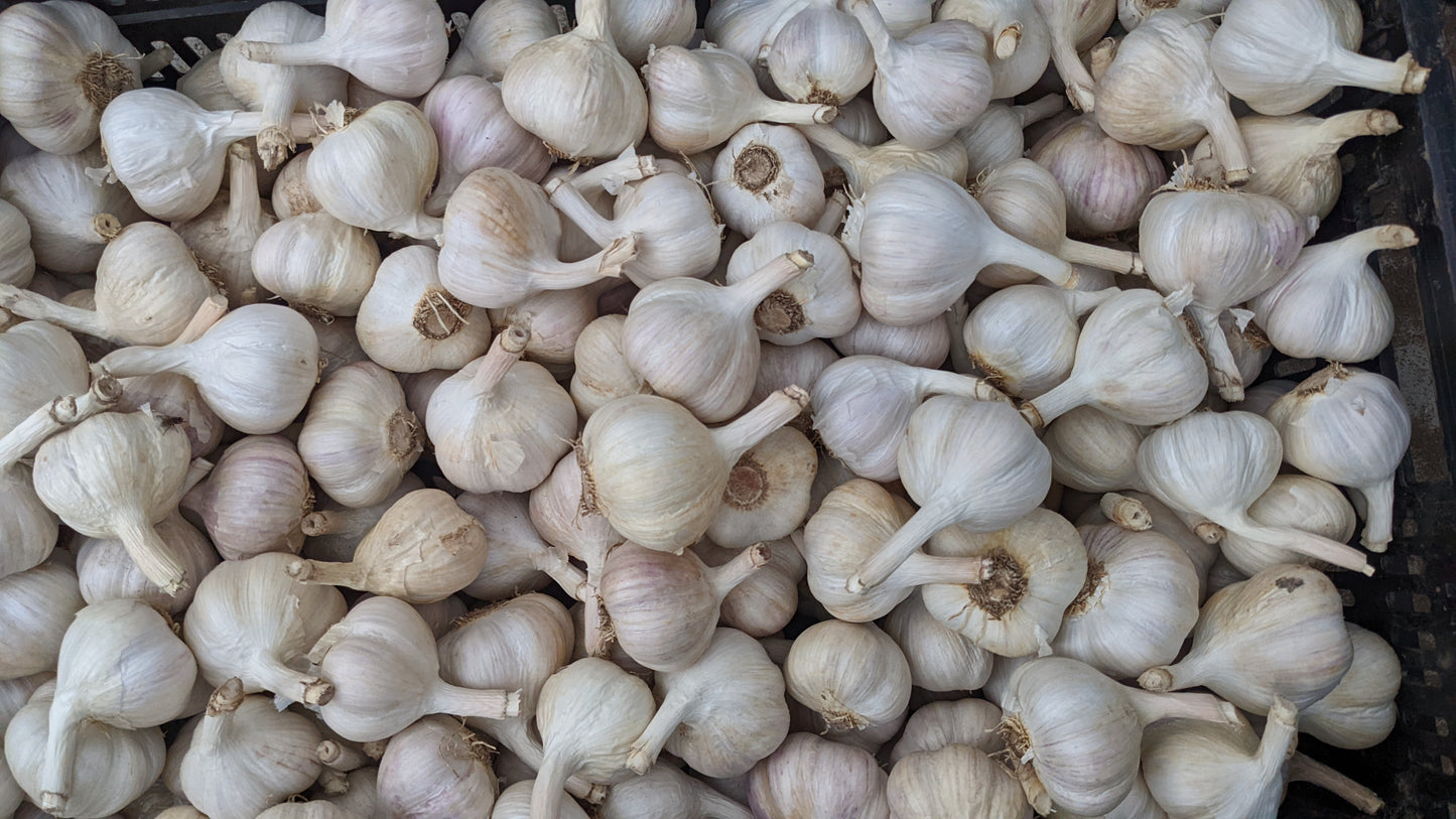Fresh Canadian Garlic – Music Variety / Ail canadien frais – variété Music
