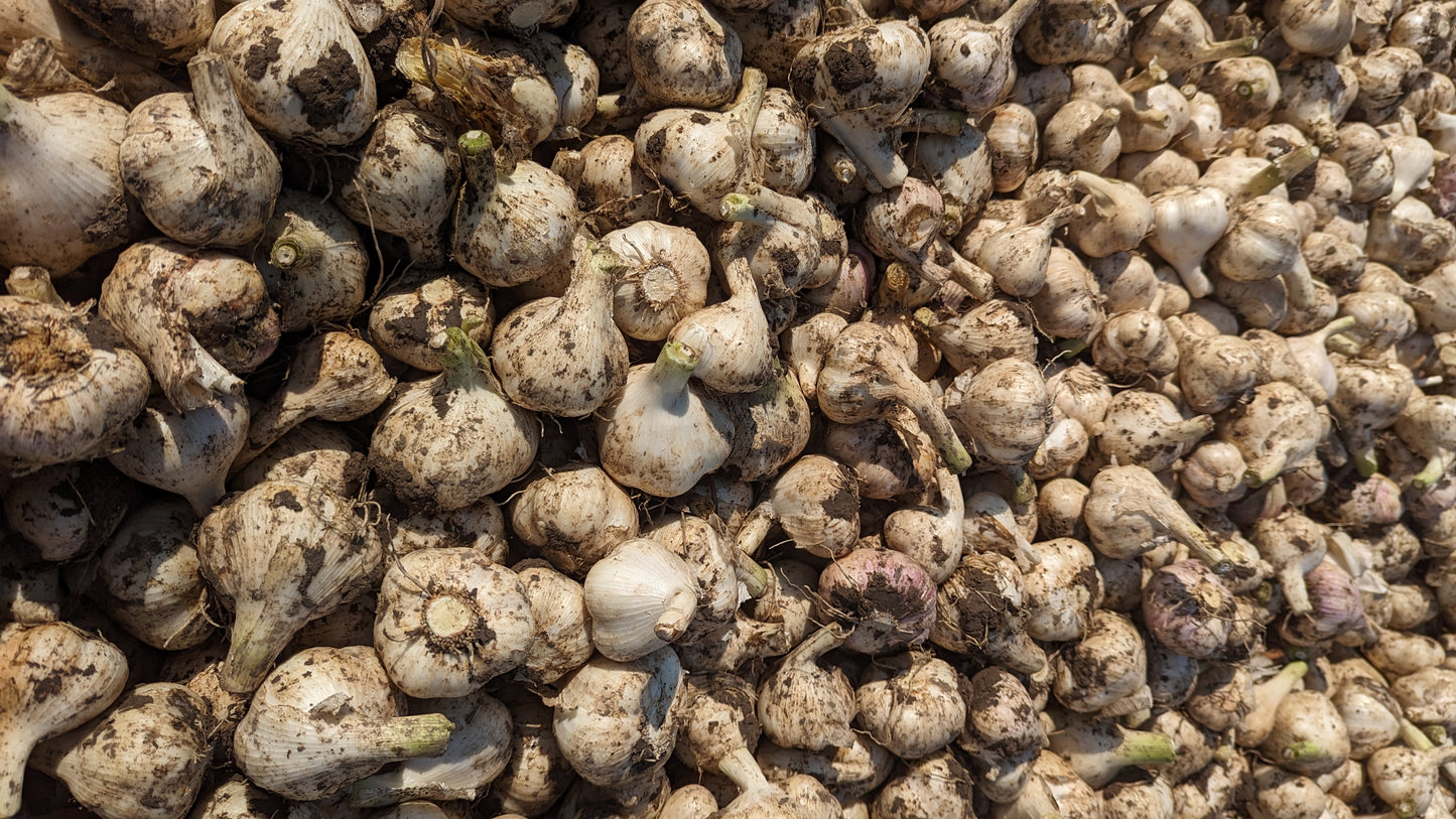 Fresh Canadian Garlic – Music Variety / Ail canadien frais – variété Music