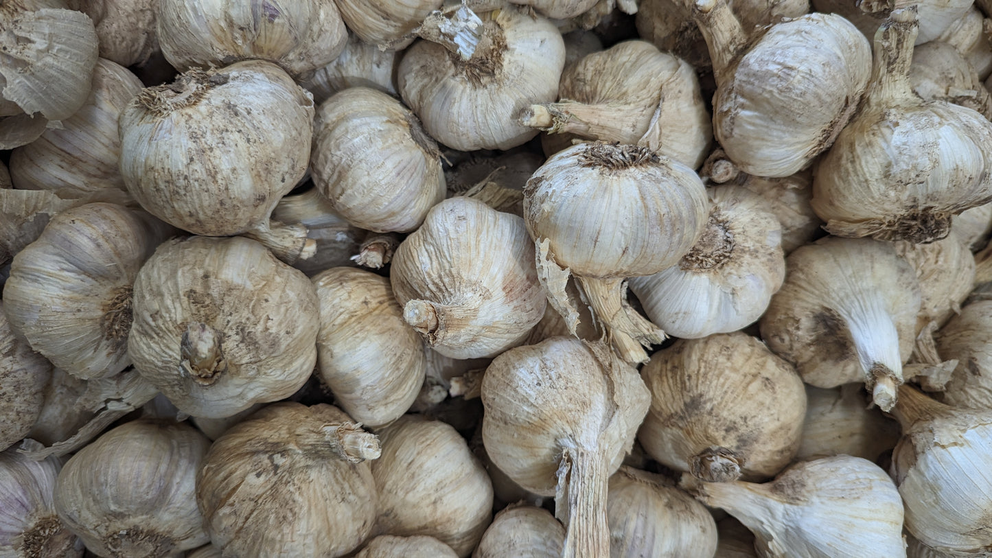 Fresh Canadian Garlic – Music Variety / Ail canadien frais – variété Music