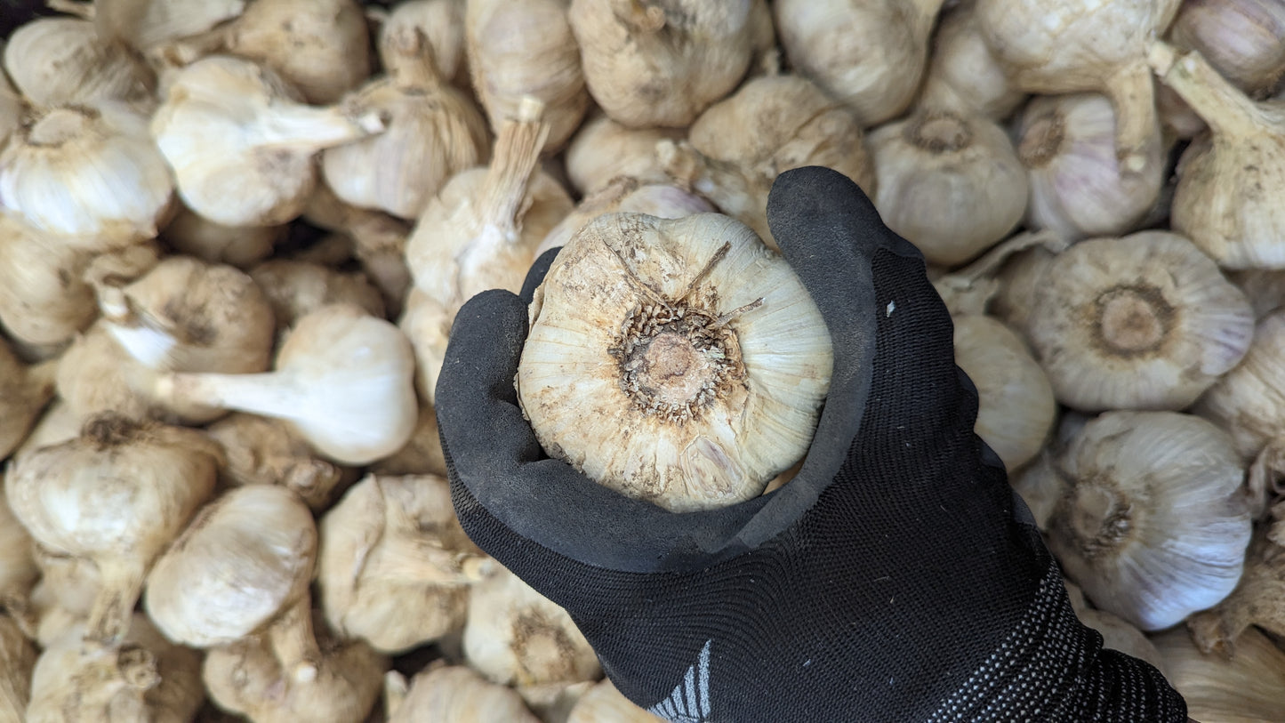 Fresh Canadian Garlic – Music Variety / Ail canadien frais – variété Music