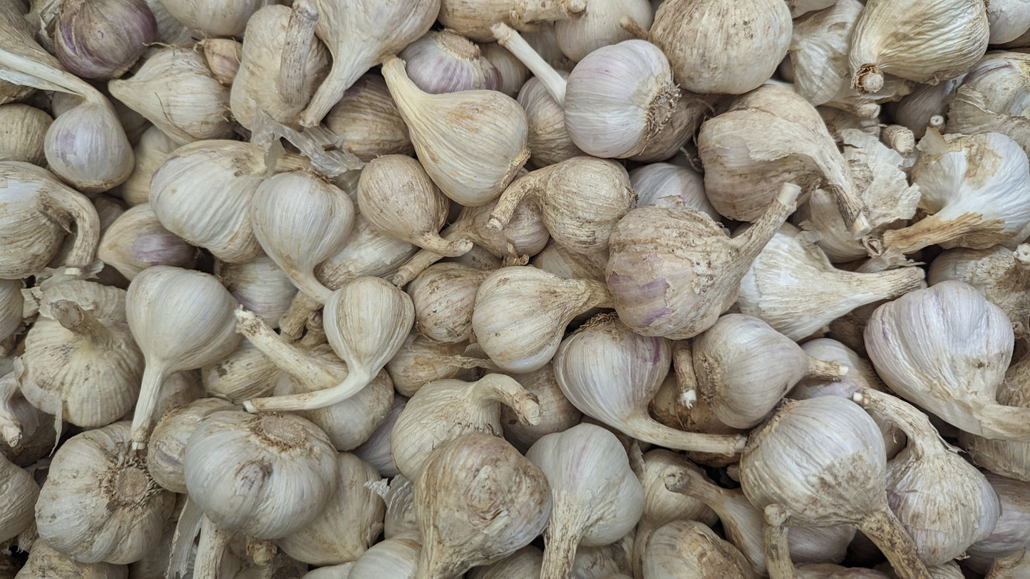 Fresh Canadian Garlic – Music Variety / Ail canadien frais – variété Music