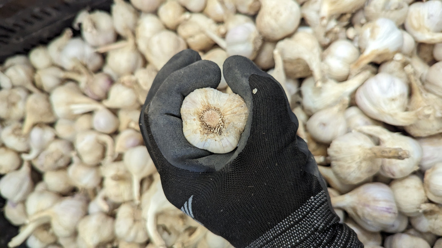 Fresh Canadian Garlic – Music Variety / Ail canadien frais – variété Music