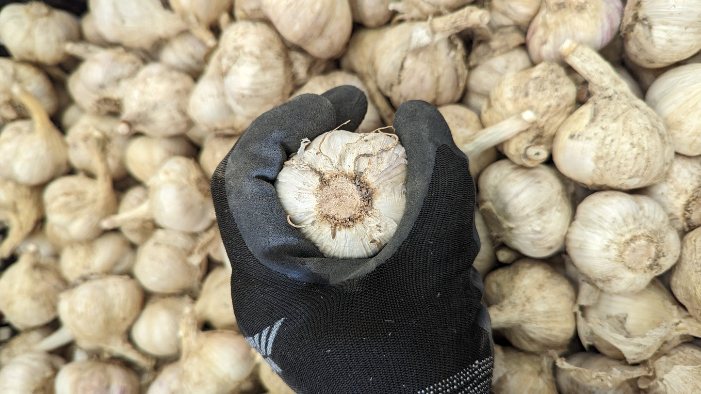 Fresh Canadian Garlic – Music Variety / Ail canadien frais – variété Music