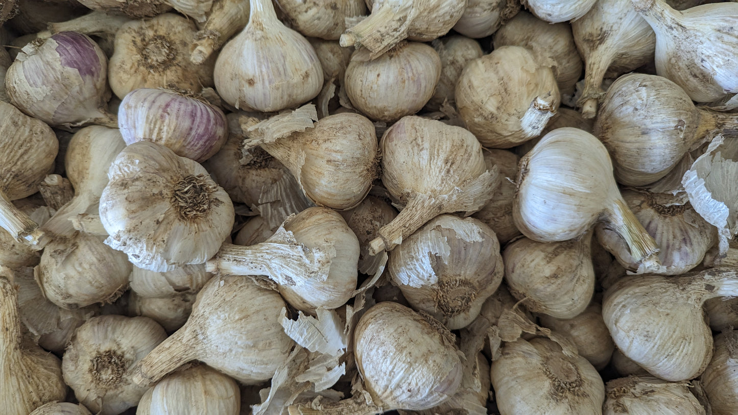 Fresh Canadian Garlic – Music Variety / Ail canadien frais – variété Music