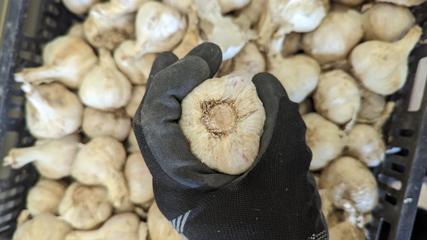 Fresh Canadian Garlic – Music Variety / Ail canadien frais – variété Music