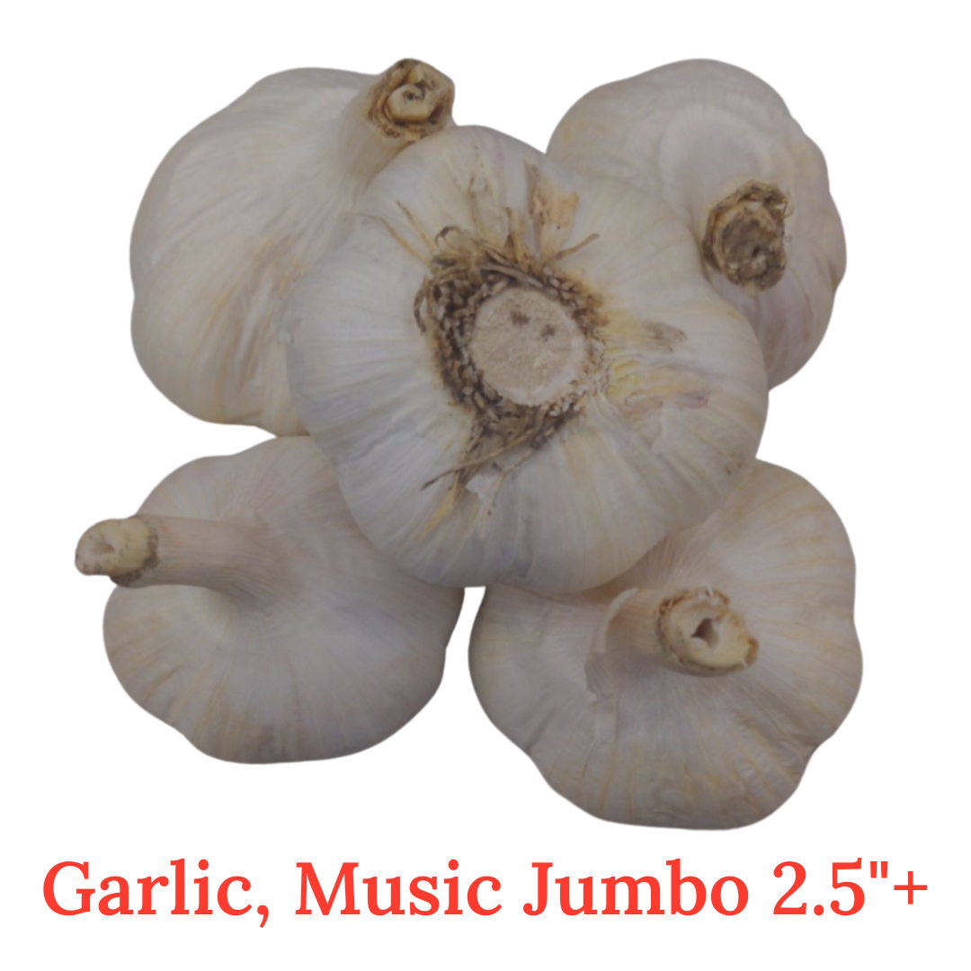 Fresh Canadian Garlic – Music Variety / Ail canadien frais – variété Music