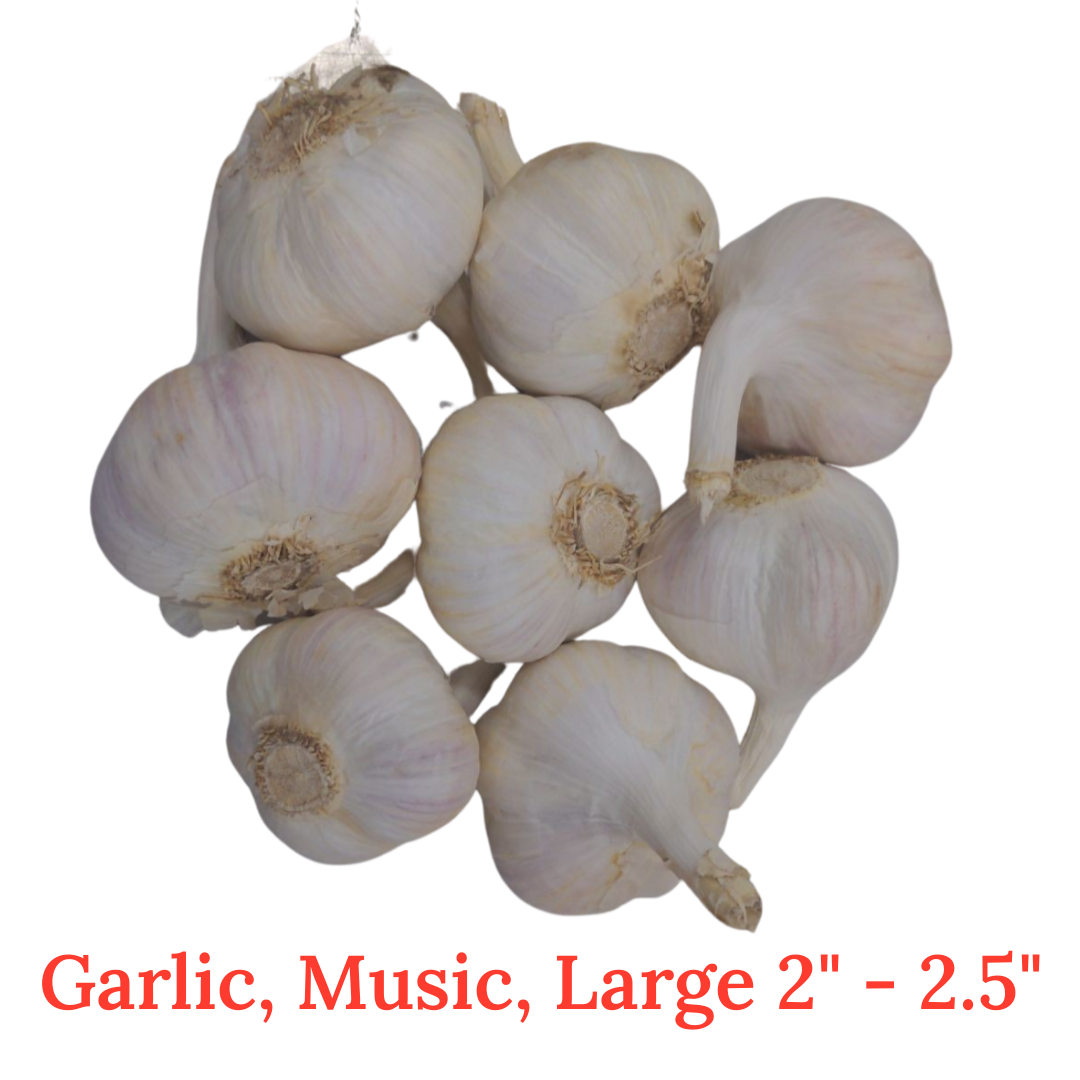 Fresh Canadian Garlic – Music Variety / Ail canadien frais – variété Music