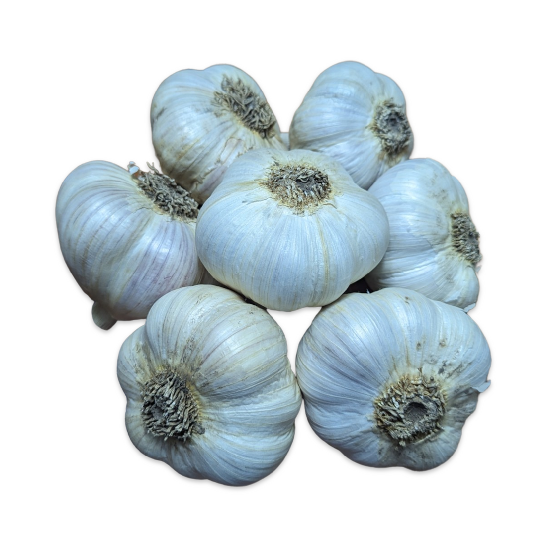 Certified Organic Garlic – Fresh and In Stock Now!
