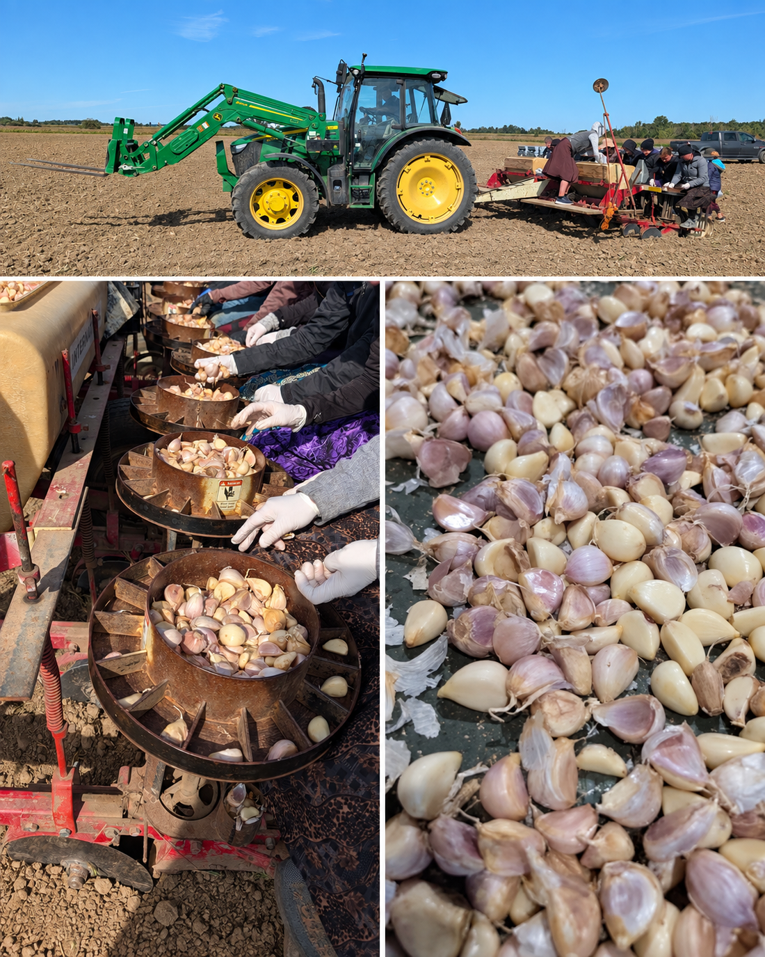 Collage montrant un tracteur avec une planteuse, une équipe plaçant des caïeux dans la planteuse et des caïeux d’ail prêts à planter chez Shnab’s Garlic en Ontario.