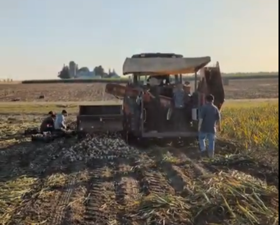 La récolte d’ail 2025 a commencé! (FRANÇAIS)