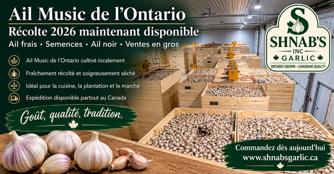 Récolte d'ail Music 2026 cultivé en Ontario, séché dans des bacs en bois chez Shnab's Inc, prêt pour la vente en frais, en semences et en gros.