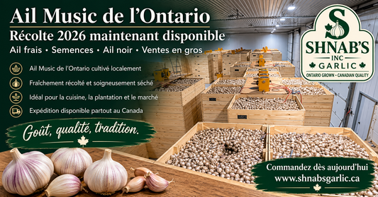 Récolte d'ail Music 2026 cultivé en Ontario, séché dans des bacs en bois chez Shnab's Inc, prêt pour la vente en frais, en semences et en gros.