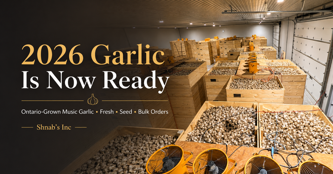 2026 Ontario-grown Music garlic harvest curing in wooden storage bins at Shnab’s Inc, ready for fresh garlic, seed garlic, and bulk orders.