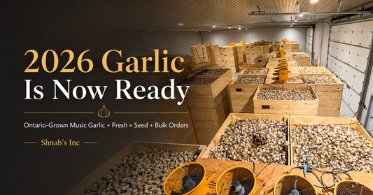 2026 Ontario-grown Music garlic harvest curing in wooden storage bins at Shnab’s Inc, ready for fresh garlic, seed garlic, and bulk orders.