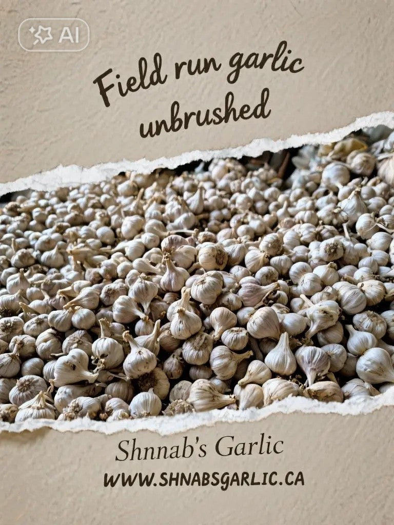 Shnab’s Garlic 2025 Harvest – Now Shipping Across Canada