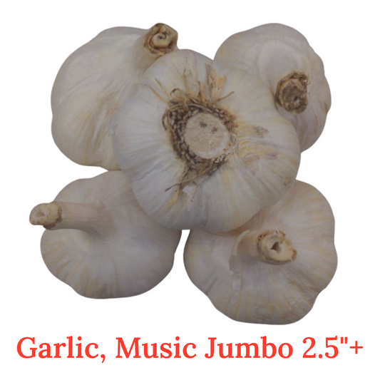 Garlic Harvest 2025 is Finished – Fresh Garlic Now Ready!