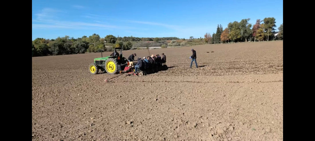Shnab’s Garlic crew planting Music garlic with a tractor and commercial garlic planter in an Ontario field