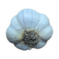 Fresh Canadian Garlic – Music Variety / Ail canadien frais – variété Music