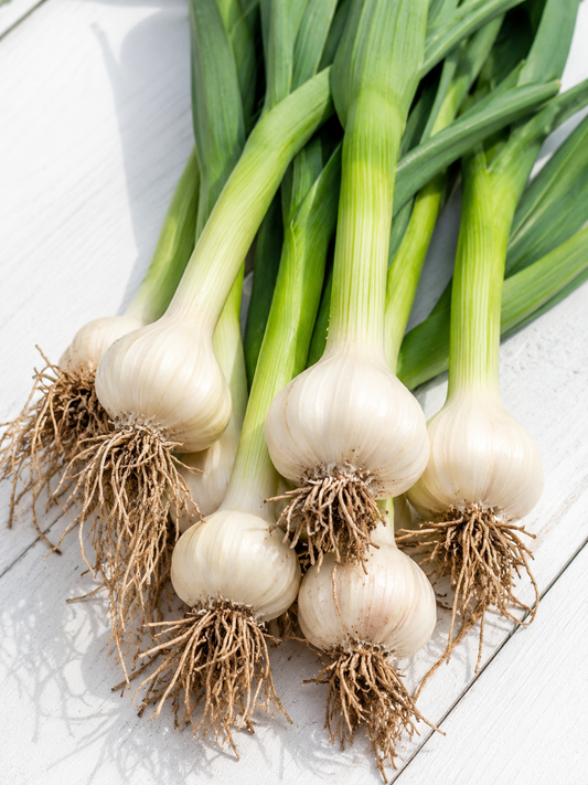 Green Fresh Garlic / Spring Garlic – Canadian Grown – Price per Pound