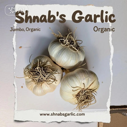 Certified Organic Garlic – Music (per lb) / Ail biologique certifié – Musique (par livre)