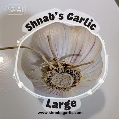 Fresh Canadian Garlic – Music Variety (per lb) / Ail canadien frais – variété Music (par livre)