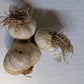 Certified Organic Garlic, music