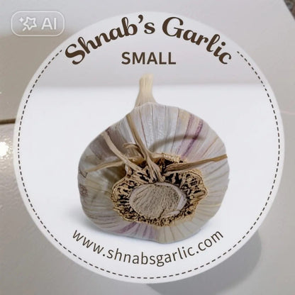 Fresh Canadian Garlic – Music Variety / Ail canadien frais – variété Music