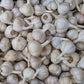 Fresh Canadian Garlic – Music Variety / Ail canadien frais – variété Music