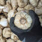 Fresh Canadian Garlic – Music Variety / Ail canadien frais – variété Music
