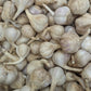 Fresh Canadian Garlic – Music Variety / Ail canadien frais – variété Music