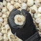 Fresh Canadian Garlic – Music Variety / Ail canadien frais – variété Music