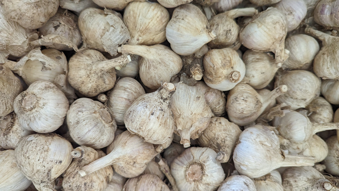 Fresh Canadian Garlic – Music Variety / Ail canadien frais – variété Music