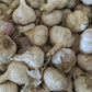 Fresh Canadian Garlic – Music Variety / Ail canadien frais – variété Music